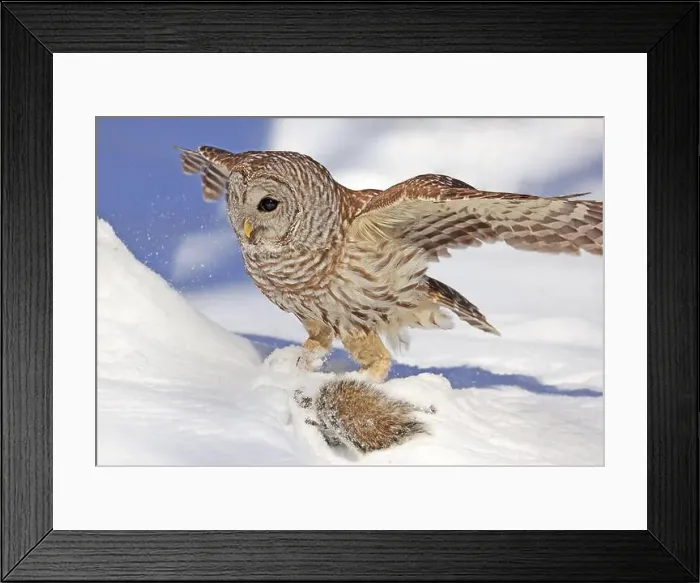Framed Print : Barred owl with its prey in the snow, Quebec, Canada Framed Print : Barred owl with its prey in the snow, Quebec, Canada