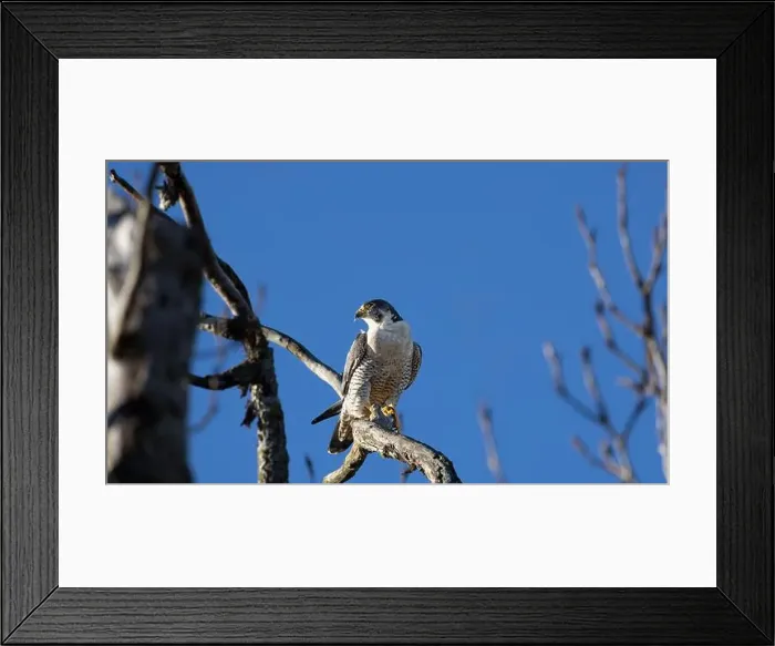 Framed Print : A peregrine falcon Falco peregrinus perches in a tree in Canada after eating a bird it caught Framed Print : A peregrine falcon Falco peregrinus perches in a tree in Canada after eating a bird it caught