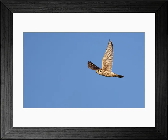 Framed Print : An american kestrel Falco sparverius flies looking for prey against a blue sky background Framed Print : An american kestrel Falco sparverius flies looking for prey against a blue sky background