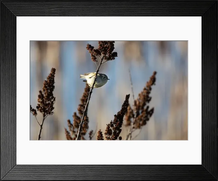 Framed Print : A ruby crowned kinglet Regulus calendula flies among cattails in a north american marsh looking for food Framed Print : A ruby crowned kinglet Regulus calendula flies among cattails in a north american marsh looking for food
