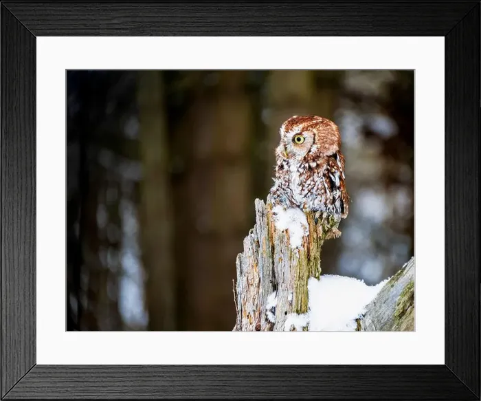 Framed Print : eastern screech-owl perched on post at winter time Framed Print : eastern screech-owl perched on post at winter time