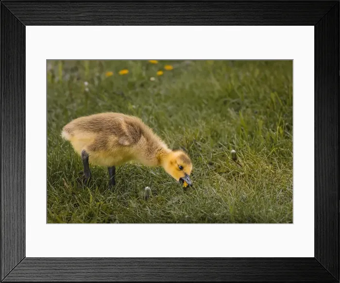 Framed Print : Cute canada goose goslings wandering around the grassland and feeding on grasses Framed Print : Cute canada goose goslings wandering around the grassland and feeding on grasses