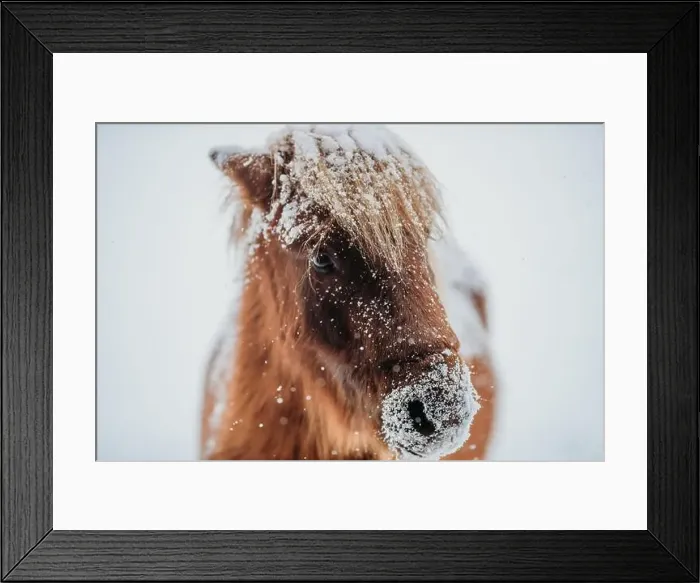Framed Print : Close-up of a miniature brown horse standing outdoors in the snow, Canada Framed Print : Close-up of a miniature brown horse standing outdoors in the snow, Canada