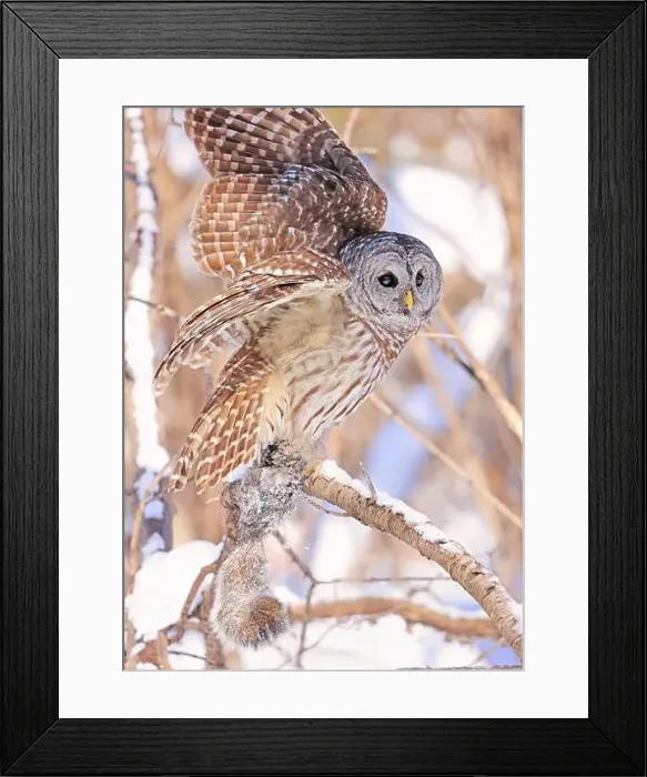 Framed Print : Barred owl sitting on a branch tree with its prey, Quebec, Canada Framed Print : Barred owl sitting on a branch tree with its prey, Quebec, Canada