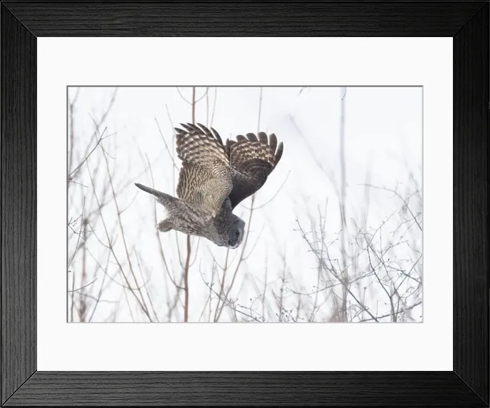 Framed Print : The great grey owl (Strix nebulosa) in winter Framed Print : The great grey owl (Strix nebulosa) in winter