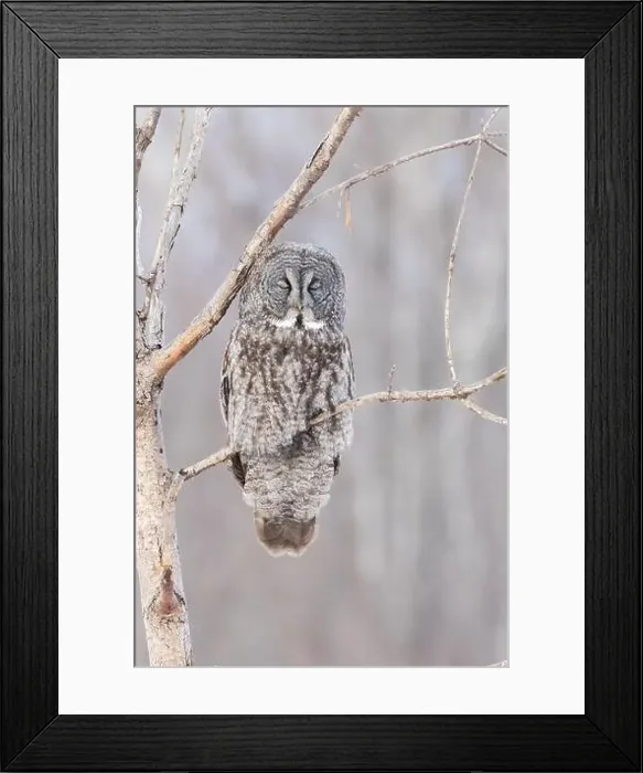 Framed Print : The great grey owl (Strix nebulosa) in winter Framed Print : The great grey owl (Strix nebulosa) in winter