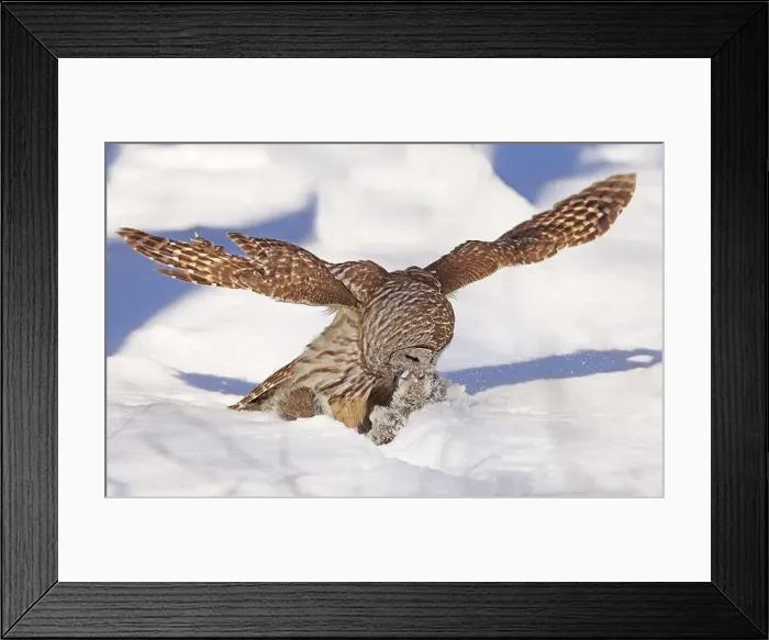 Framed Print : Barred owl with its prey in the snow, Quebec, Canada Framed Print : Barred owl with its prey in the snow, Quebec, Canada