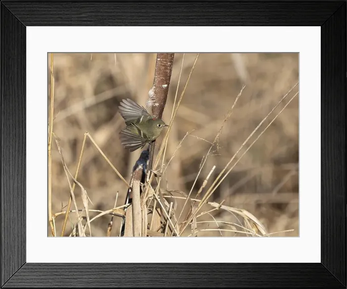 Framed Print : A ruby crowned kinglet Regulus calendula flies among cattails in a north american marsh looking for food Framed Print : A ruby crowned kinglet Regulus calendula flies among cattails in a north american marsh looking for food