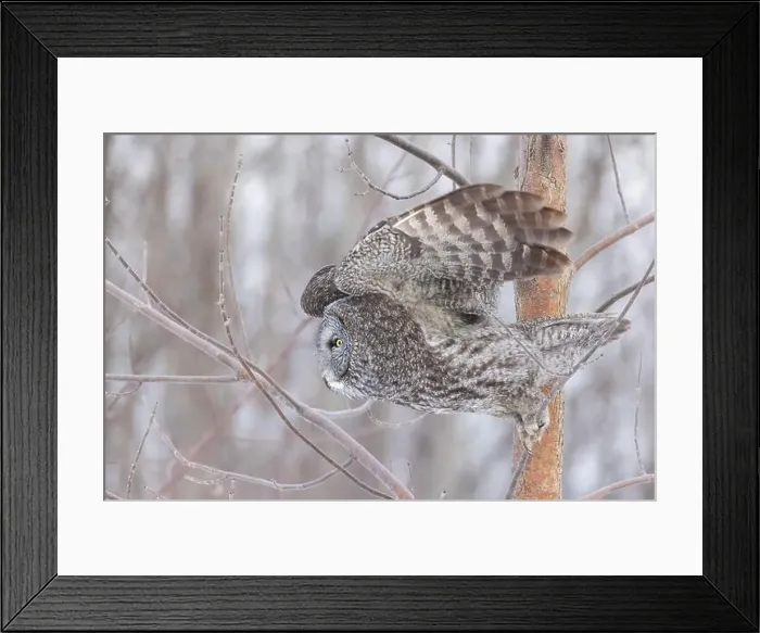 Framed Print : The great grey owl (Strix nebulosa) in winter Framed Print : The great grey owl (Strix nebulosa) in winter