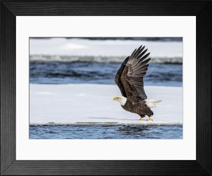 Framed Print : A bald eagle taking flight on the ice floe Framed Print : A bald eagle taking flight on the ice floe
