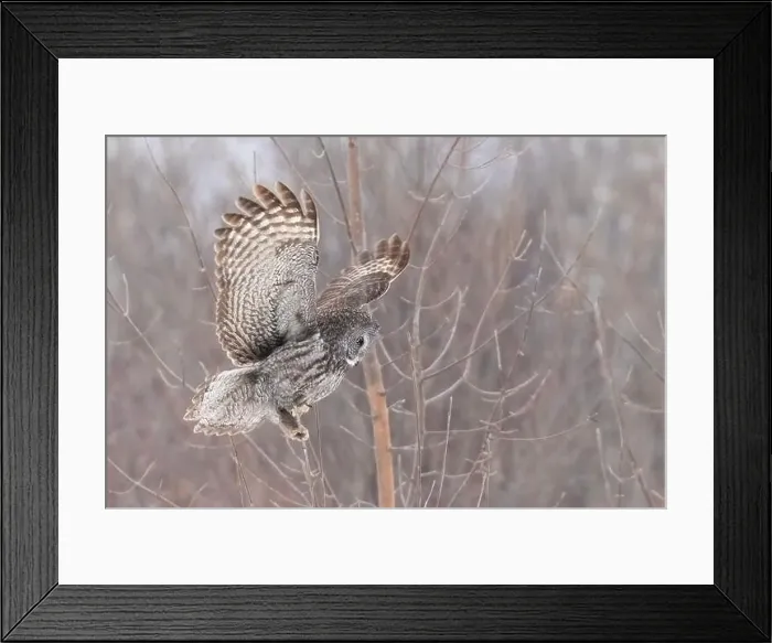 Framed Print : The great grey owl (Strix nebulosa) in winter Framed Print : The great grey owl (Strix nebulosa) in winter