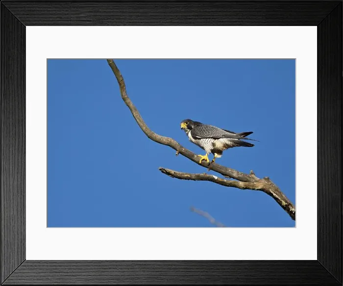 Framed Print : A peregrine falcon Falco peregrinus perches in a tree in Canada after eating a bird it caught Framed Print : A peregrine falcon Falco peregrinus perches in a tree in Canada after eating a bird it caught