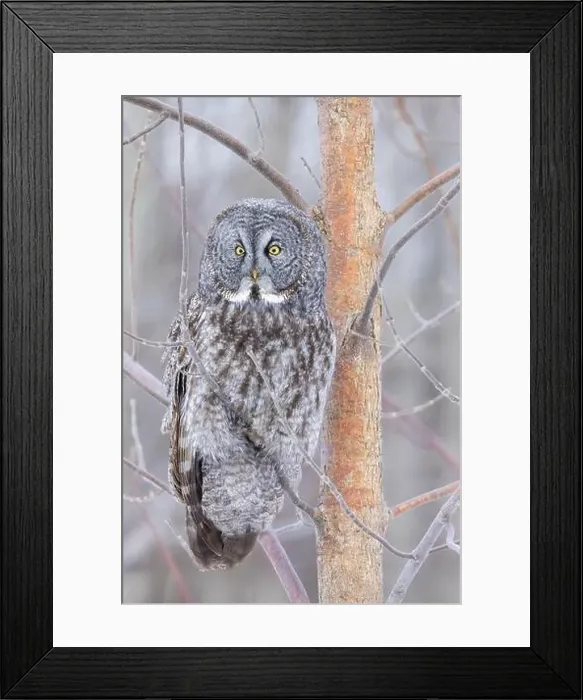 Framed Print : The great grey owl (Strix nebulosa) in winter Framed Print : The great grey owl (Strix nebulosa) in winter