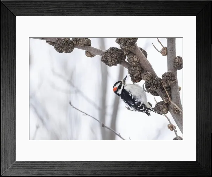 Framed Print : The great grey owl (Strix nebulosa) in winter Framed Print : The great grey owl (Strix nebulosa) in winter