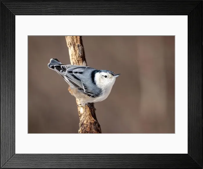 Framed Print : up close white-breasted nuthatch resting on a branch Framed Print : up close white-breasted nuthatch resting on a branch