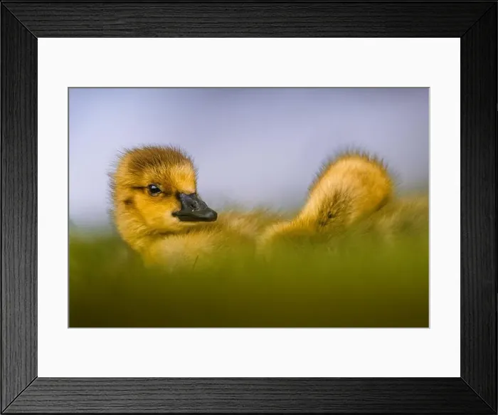 Framed Print : close up of Canada Goose gosling - branta canadensis - resting on grass Framed Print : close up of Canada Goose gosling - branta canadensis - resting on grass