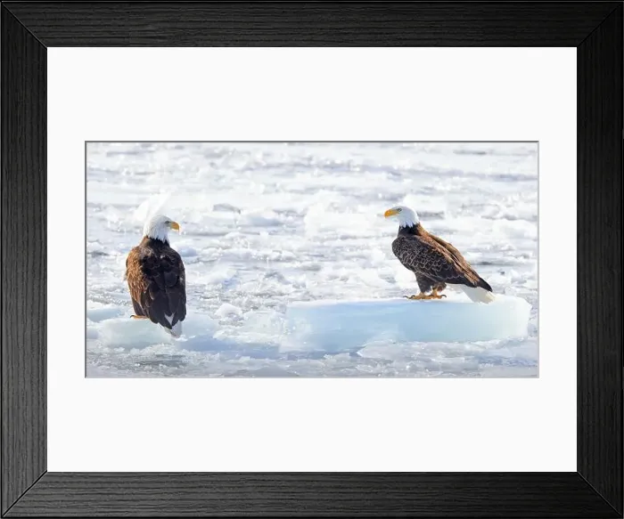 Framed Print : Two Bald eagles sitting on small icebergs on frozen Ontario Lake, Canada Framed Print : Two Bald eagles sitting on small icebergs on frozen Ontario Lake, Canada