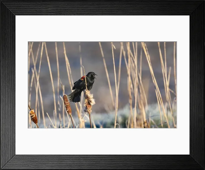 Framed Print : A red-winged blackbird Agelaius phoeniceus sings for a mate amongst cattails in a marshland in Canada Framed Print : A red-winged blackbird Agelaius phoeniceus sings for a mate amongst cattails in a marshland in Canada