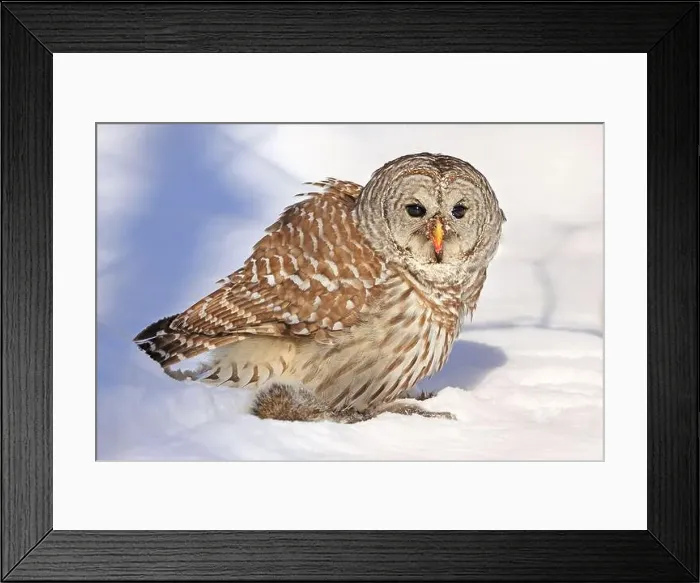 Framed Print : Barred owl with its prey in the snow, Quebec, Canada Framed Print : Barred owl with its prey in the snow, Quebec, Canada