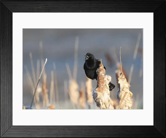 Framed Print : A red-winged blackbird Agelaius phoeniceus sings for a mate amongst cattails in a marshland in Canada Framed Print : A red-winged blackbird Agelaius phoeniceus sings for a mate amongst cattails in a marshland in Canada