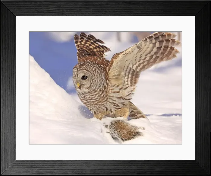 Framed Print : Barred owl with its prey in the snow, Quebec, Canada Framed Print : Barred owl with its prey in the snow, Quebec, Canada