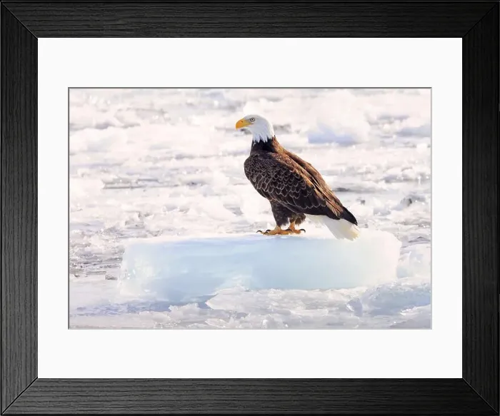 Framed Print : Bald eagle sitting on a small iceberg on frozen Ontario Lake, Canada Framed Print : Bald eagle sitting on a small iceberg on frozen Ontario Lake, Canada