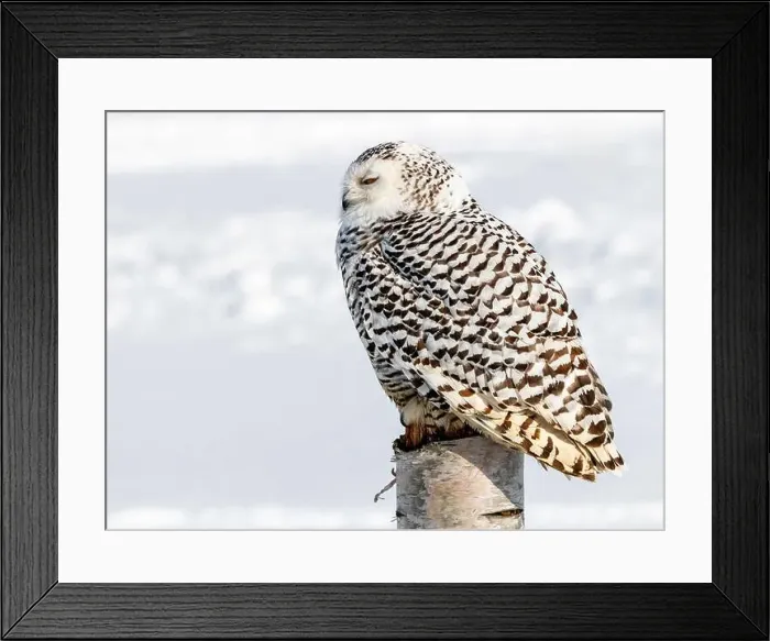 Framed Print : Snowy owl (Bubo scandiacus) perching on a pole on a cold winter morning, Southern Ontario Framed Print : Snowy owl (Bubo scandiacus) perching on a pole on a cold winter morning, Southern Ontario
