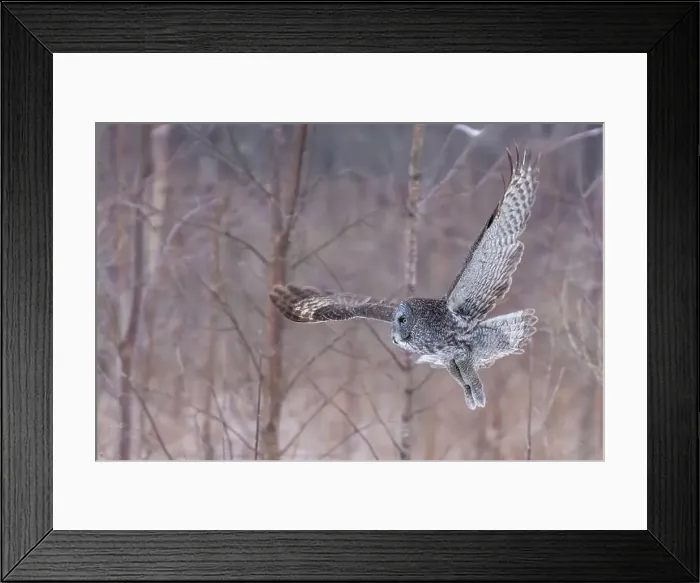 Framed Print : The great grey owl (Strix nebulosa) in winter Framed Print : The great grey owl (Strix nebulosa) in winter