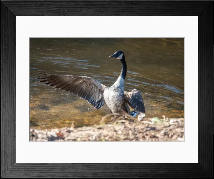 Framed Print : Canada goose flaps its wings while bathing in a shallow stream Framed Print : Canada goose flaps its wings while bathing in a shallow stream