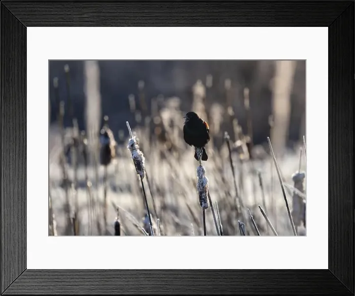 Framed Print : A red-winged blackbird Agelaius phoeniceus sings for a mate amongst cattails in a marshland in Canada Framed Print : A red-winged blackbird Agelaius phoeniceus sings for a mate amongst cattails in a marshland in Canada