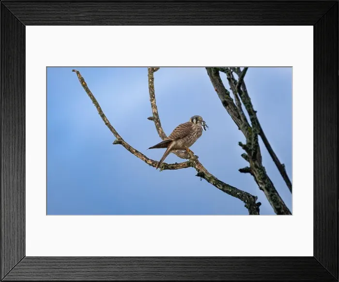 Framed Print : An american kestrel Falco sparverius perches on a branch eating a lizard it caught Framed Print : An american kestrel Falco sparverius perches on a branch eating a lizard it caught
