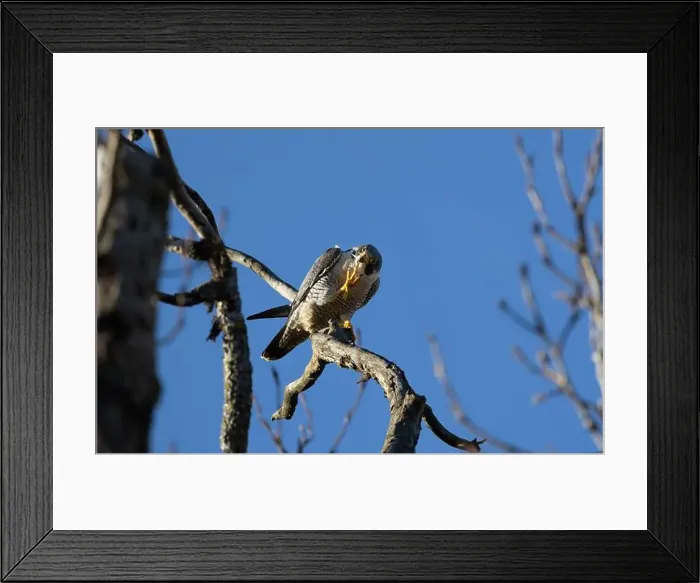 Framed Print : A peregrine falcon Falco peregrinus perches in a tree in Canada after eating a bird it caught Framed Print : A peregrine falcon Falco peregrinus perches in a tree in Canada after eating a bird it caught