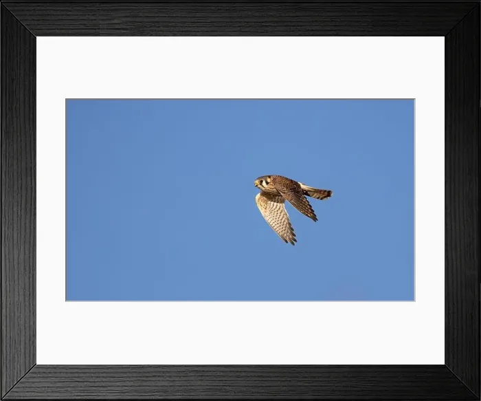 Framed Print : An american kestrel Falco sparverius flies looking for prey against a blue sky background Framed Print : An american kestrel Falco sparverius flies looking for prey against a blue sky background