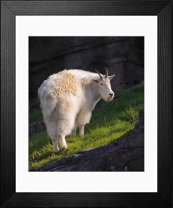 Framed Print : Here's a mountain goat I saw at the Calgary Zoo Framed Print : Here's a mountain goat I saw at the Calgary Zoo
