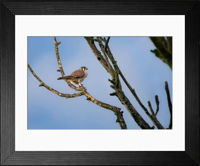 Framed Print : An american kestrel Falco sparverius perches on a branch eating a lizard it caught Framed Print : An american kestrel Falco sparverius perches on a branch eating a lizard it caught