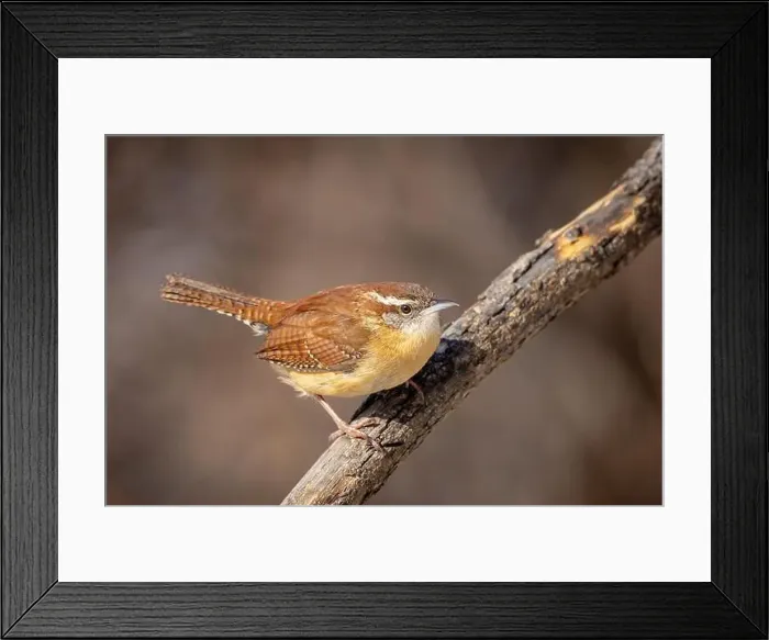 Framed Print : up close Carolina wren resting on a branch Framed Print : up close Carolina wren resting on a branch