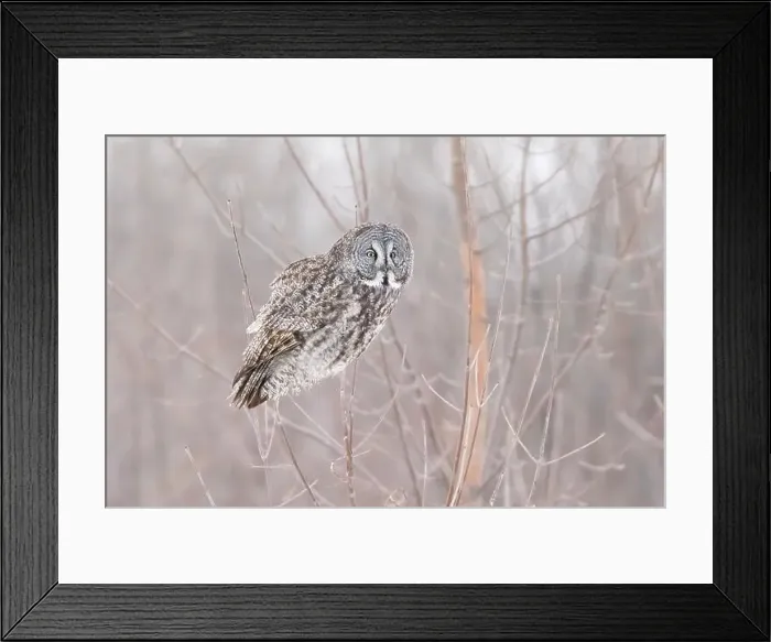Framed Print : The great grey owl (Strix nebulosa) in winter Framed Print : The great grey owl (Strix nebulosa) in winter