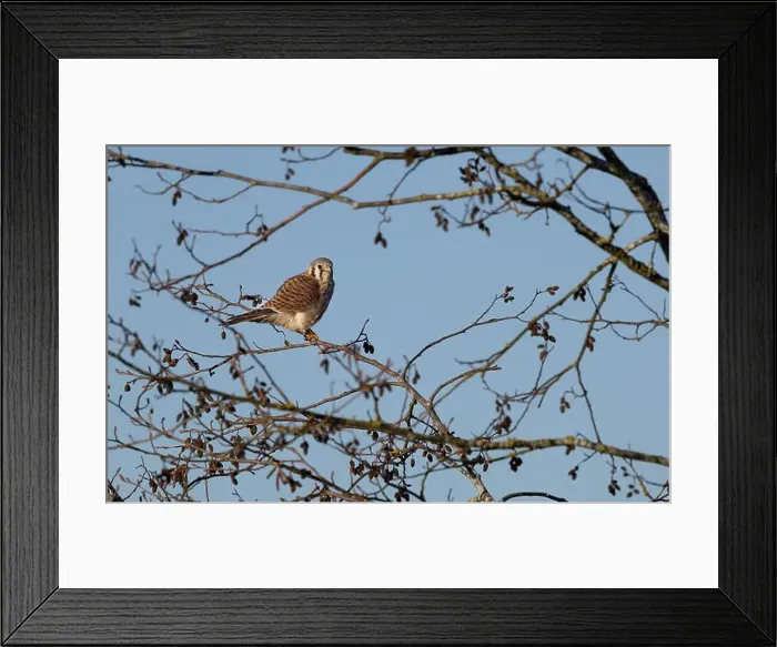 Framed Print : An american kestrel Falco sparverius flies carrying a frog it caught Framed Print : An american kestrel Falco sparverius flies carrying a frog it caught