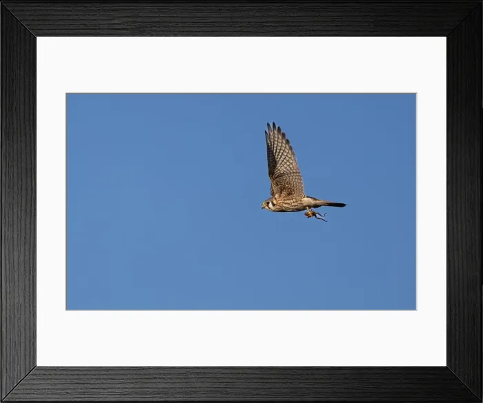 Framed Print : An american kestrel Falco sparverius flies carrying a frog it caught Framed Print : An american kestrel Falco sparverius flies carrying a frog it caught
