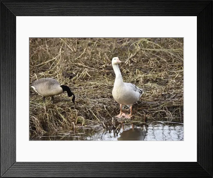Framed Print : Leucistic Greylag Goose (Anser anser) on Edge of River Bank Framed Print : Leucistic Greylag Goose (Anser anser) on Edge of River Bank