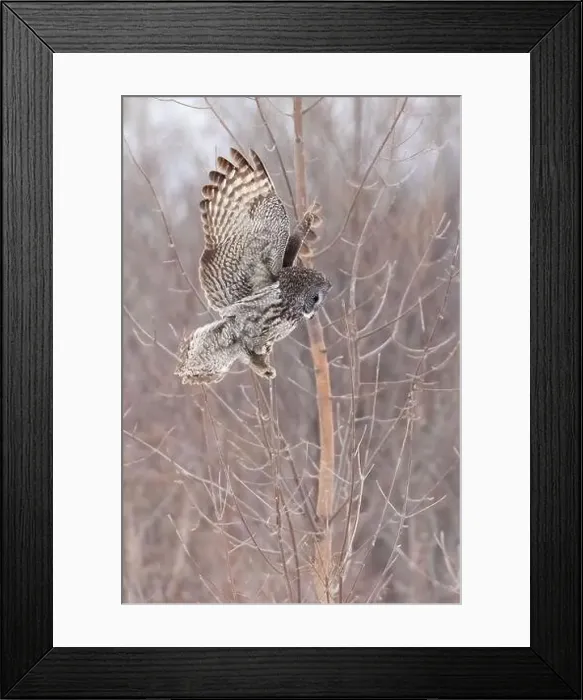 Framed Print : The great grey owl (Strix nebulosa) in winter Framed Print : The great grey owl (Strix nebulosa) in winter