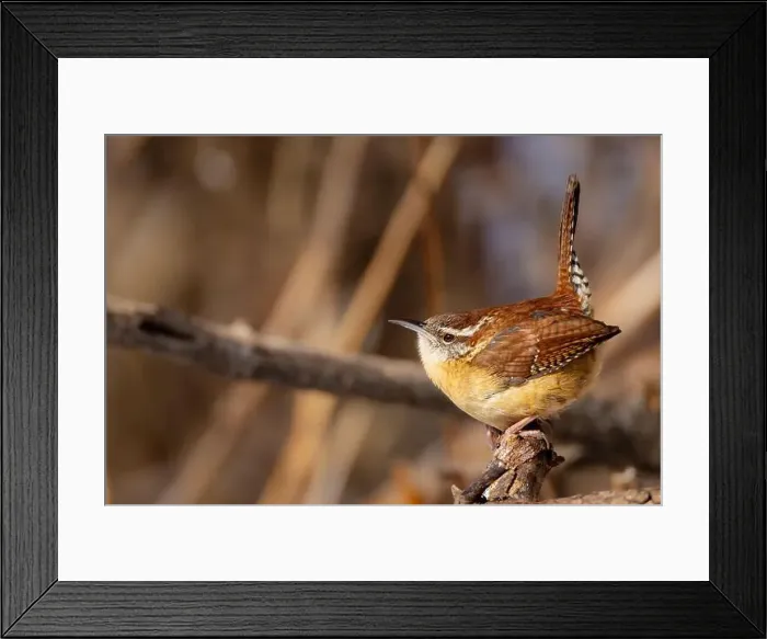 Framed Print : up close Carolina wren resting on a branch Framed Print : up close Carolina wren resting on a branch
