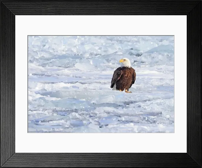 Framed Print : Two Bald eagles sitting on the ice on frozen Ontario Lake, Canada Framed Print : Two Bald eagles sitting on the ice on frozen Ontario Lake, Canada