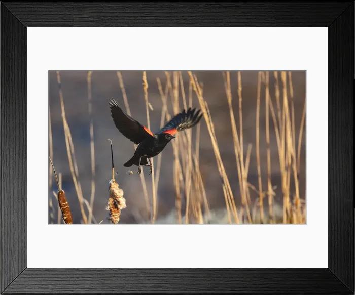 Framed Print : A red-winged blackbird Agelaius phoeniceus sings for a mate amongst cattails in a marshland in Canada Framed Print : A red-winged blackbird Agelaius phoeniceus sings for a mate amongst cattails in a marshland in Canada