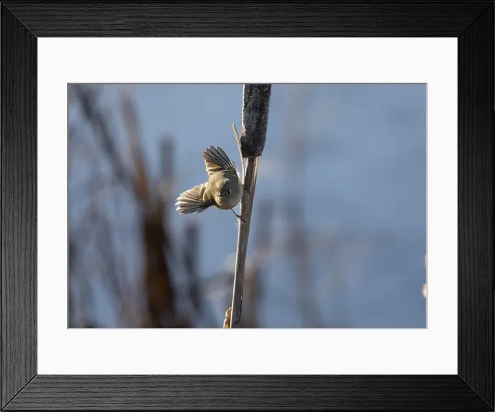 Framed Print : A ruby crowned kinglet Regulus calendula flies among cattails in a north american marsh looking for food
