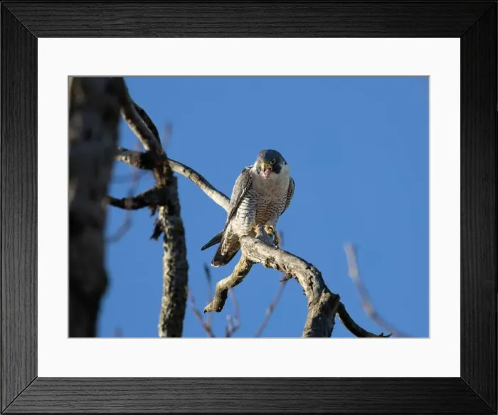 Framed Print : A peregrine falcon Falco peregrinus perches in a tree in Canada after eating a bird it caught Framed Print : A peregrine falcon Falco peregrinus perches in a tree in Canada after eating a bird it caught