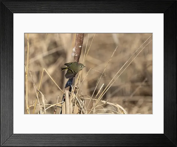 Framed Print : A ruby crowned kinglet Regulus calendula flies among cattails in a north american marsh looking for food Framed Print : A ruby crowned kinglet Regulus calendula flies among cattails in a north american marsh looking for food