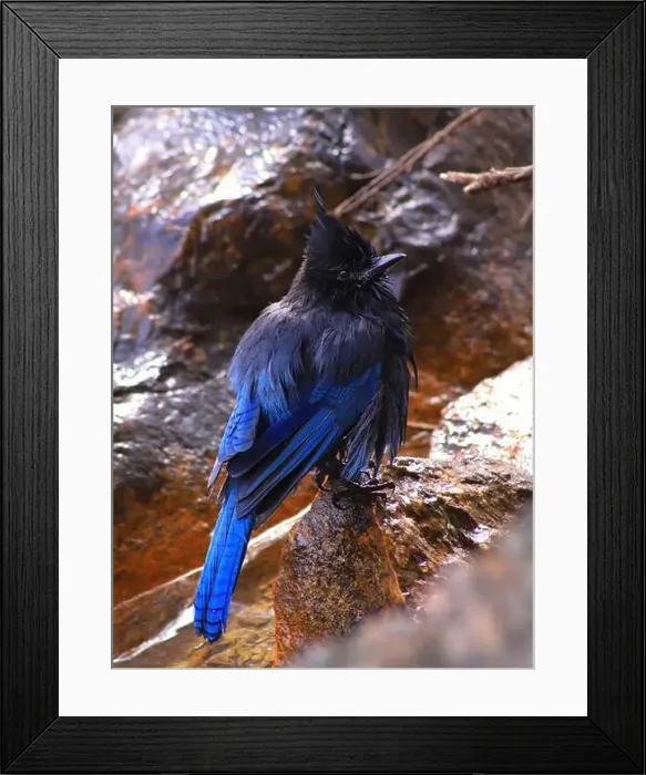 Framed Print : Here's a Stellar's Jay after taking a cold bath