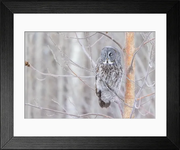 Framed Print : The great grey owl (Strix nebulosa) in winter Framed Print : The great grey owl (Strix nebulosa) in winter