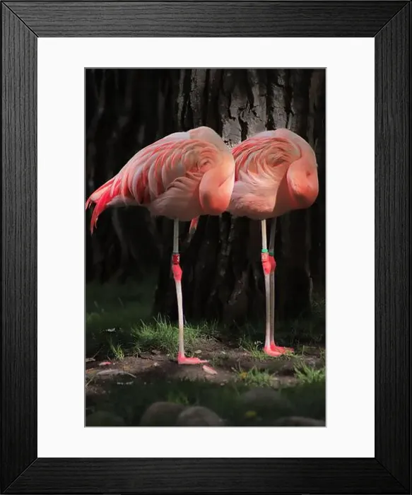 Framed Print : Here's a pair of sleeping flamingos... To me they look like those swirly lollipops Framed Print : Here's a pair of sleeping flamingos... To me they look like those swirly lollipops